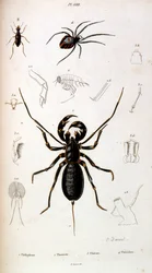 Botanische und zoologische Illustration von F. E. Guerin. Aus Dictionnaire pittoresque d