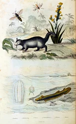 Botanische und zoologische Illustration von F. E. Guerin. Aus Dictionnaire pittoresque d