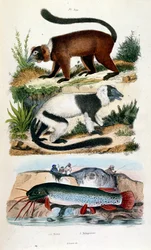 Botanische und zoologische Illustration von F. E. Guerin. Aus Dictionnaire pittoresque d