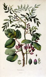 Botanische Illustration von F. E. Guerin. Aus Dictionnaire pittoresque d