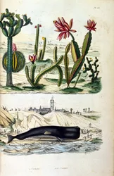 Illustration von Kakteen und einem gestrandeten Wal, aus "Dictionnaire pittoresque d