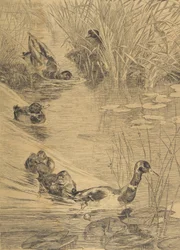 Entenvergnügen, 1850-1914