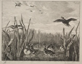 Krickente, 1853