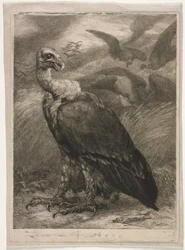 Geier