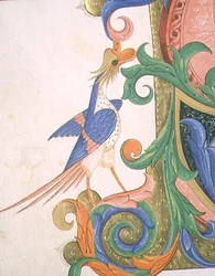 Missale 515 f.20v Fantastischer Vogel (Detail einer historierten Initiale)