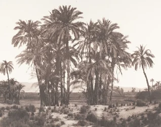 Karnak, Gruppe von Dattelpalmen vom Punkt A gesehen, 1851-52, gedruckt 1853-54