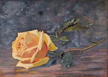 Gelbe Rose