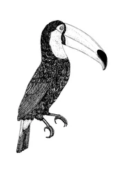 Toco - schwarz-weiß