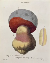 Tubiporus cepa, Tafel 176 aus 