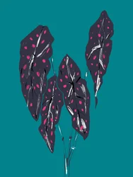 Dunkle Tropische Caladium-Blätter