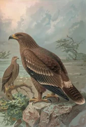 Gravur - Adler von Nepal - Weibchen - Aquila nipalensis