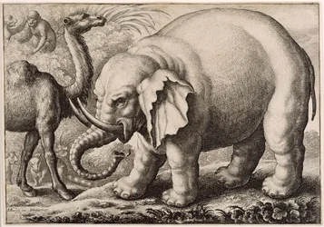 Ein Elefant und ein Kamel, graviert von Wenceslaus Hollar (1607-77) 1663