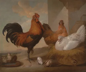 Haushahn, Hennen und Küken