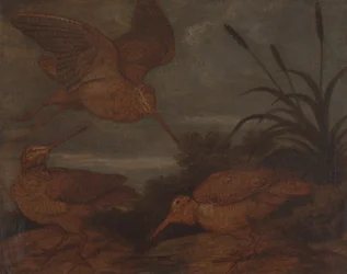 Waldschnepfe in der Dämmerung