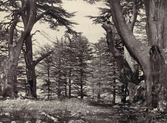 Zedern des Libanon, ca. 1857