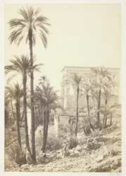 Gruppe von Palmen
