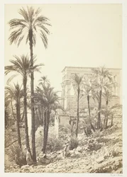 Gruppe von Palmen
