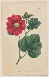 The Botanical Magazine or Flower Garden Displayed: Tafel 892, Althaea Flexuosa. Seringapatam Eine Stockrose. [Althea rosea]