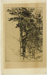 Tannen (Eine Studie)