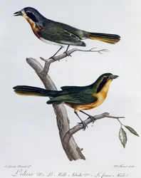 Erwachsenes Männchen und Jungtier des Olivbuschsängers (Telophorus olivaceus), Gravur aus Histoire Naturelle des Oiseaux d