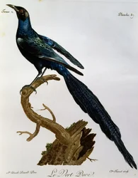 Burchells Glanzstar, Gravur aus Histoire Naturelle des Oiseaux d
