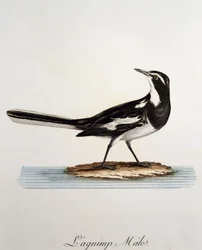 Männliche Afrikanische Bachstelze (Motacilla aguimp), Gravur aus Histoire Naturelle des Oiseaux d