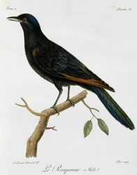 Männlicher Rotflügelstar (Onychognathus morio), Gravur aus Histoire Naturelle des Oiseaux d