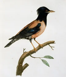 Männlicher Rosenstar (Sturnus roseus), Gravur aus Histoire Naturelle des Oiseaux d