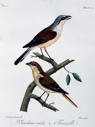 Männchen und Weibchen des Neuntöters (Lanius collurio), Gravur aus Histoire Naturelle des Oiseaux d