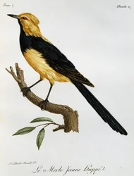 Gelbhüpferdrossel, Gravur aus Histoire Naturelle des Oiseaux d