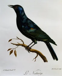Blassflügelstar (Onychognathus nabouroup), Gravur aus Histoire Naturelle des Oiseaux d