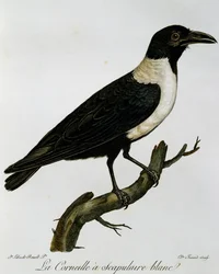 Halsbandkrähe (Corvus albus), Gravur aus Histoire Naturelle des Oiseaux d