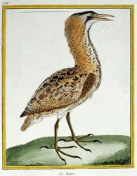 Wissenschaft. Zoologie. Rohrdommel. Gravur von Francois Nicolas Martinet in: Histoire naturelle des oiseaux, von Georges Louis Leclerc de Buffon, Frankreich, ca. 1777