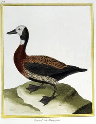 Wissenschaft. Zoologie. Eurasische Pfeifente. Gravur von Francois Nicolas Martinet in: Histoire naturelle des oiseaux, von Georges Louis Leclerc de Buffon, Frankreich, ca. 1777