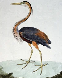 Purpurreiher