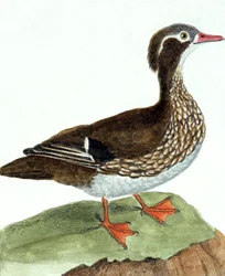 Die Krickente