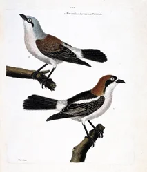 Zoologische Tafel (Ornithologie): Unten: Der Rotkopfwürger (Lanius senator) und seine weibliche (Neuntöter oder Lanius collurio) auf dem oberen Ast.