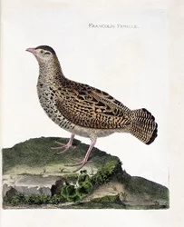Zoologische Tafel (Ornithologie): das weibliche Frankolinhuhn (schwarzer Frankolin oder Francolinus francolinus). Illustration in „Die Geschichte der Vögel, gemalt nach ihrem Aussehen und ihren sinnlich wahrnehmbaren Merkmalen“ von François-Nicolas