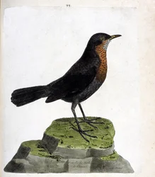 Zoologische Tafel (Ornithologie): Weibliche Amsel (Turdus merula). Illustration in „Die Geschichte der Vögel“ von Francois Nicolas Martinet (1731-1800). Private Sammlung.