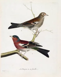 Zoologische Tafel (Ornithologie): Der Fink und sein Weibchen (Baumfink oder Fringilla coelebs) auf einem Ast. Illustration in „Die Geschichte der Vögel, gemalt in ihren erscheinenden und empfindlichen Aspekten“ von Francois Nicolas Martinet (1731-1800). Pr