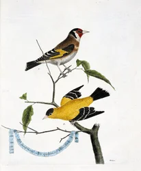 Zoologische Tafel (Ornithologie): von oben nach unten: Der Stieglitz (Stieglitz elegant oder Carduelis carduelis) und der Stieglitz von China (Tarin traurig oder Carduelis tristis) auf einem Ast. Illustration in „Die Geschichte der Vögel, gemalt in ihrem