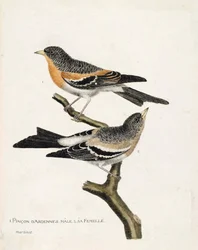 Zoologische Tafel (Ornithologie): von oben nach unten: Der männliche und weibliche Ardennen-Fink (Nordfink oder Fringilla montifringilla) auf einem Ast. Illustration in „Die Geschichte der Vögel, gemalt in ihren erscheinenden und empfindlichen Aspekten“ vo