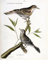 Zoologische Tafel (Ornithologie): Von oben nach unten: Die Feldlerche (Pipit rousseline oder Anthus campestris) und der Wiesenpieper (Pipit farlouse oder Anthus pratensis) auf einem Ast. Illustration in „Die Geschichte der Vögel, gemalt in ihren erscheinen