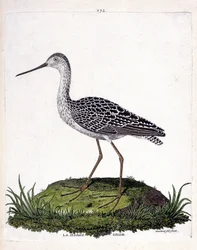 Zoologische Tafel (Ornithologie): Pfuhlschnepfe (Limosa lapponica). Illustration in „Die Geschichte der Vögel, gemalt in ihren erscheinenden und empfindlichen Aspekten“ von Francois Nicolas Martinet (1731-1800). Private Sammlung