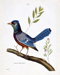 Zoologische Tafel (Ornithologie): Männlicher Siam-Eichelhäher (Blauer Eichelhäher oder Cyanocitta cristata) auf einem Ast. Illustration in „Die Geschichte der Vögel, gemalt in ihren erscheinenden und empfindlichen Aspekten“ von Francois Nicolas Martinet (1
