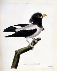 Zoologische Tafel (Ornithologie): Der rosa Star (Rosenstar oder Sturnus roseus) auf einem Ast. Illustration in „Die Geschichte der Vögel, gemalt in ihren erscheinenden und empfindlichen Aspekten“ von Francois Nicolas Martinet (1731-1800). Private Sammlung.