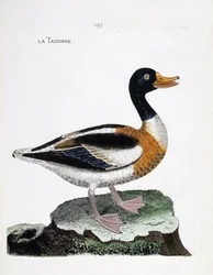 Zoologische Tafel (Ornithologie): Brandgans (Tadorna tadorna). Illustration in „Die Geschichte der Vögel, gemalt in ihren erscheinenden und empfindlichen Aspekten“ von Francois Nicolas Martinet (1731-1800). Private Sammlung