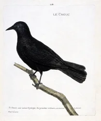 Zoologische Tafel (Ornithologie): Die Dohle (Dohle der Türme oder Corvus monedula) auf einem Ast. Illustration in „Die Geschichte der Vögel, gemalt in ihren erscheinenden und empfindlichen Aspekten“ von Francois Nicolas Martinet (1731-1800).
