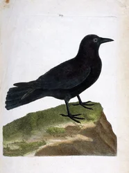 Zoologische Tafel (Ornithologie): die Krähe (Rabenkrähe oder Corvus corone). Illustration in „Die Geschichte der Vögel, gemalt in ihrem Erscheinungsbild und ihren empfindsamen Aspekten“ von Francois Nicolas Martinet (1731-1800). Privatsammlung.