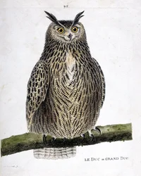 Zoologische Tafel (Ornithologie): Der Uhu (Bubo bubo) auf einem Ast. Illustration in „Die Geschichte der Vögel, gemalt in ihren erscheinenden und empfindlichen Aspekten“ von Francois Nicolas Martinet (1731-1800). Private Sammlung.